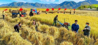 [이 시각] 식량난 시달리는 북한, 가을걷이에 총력 기울여