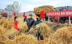 [이 시각] 식량난 시달리는 북한, 가을걷이에 총력 기울여