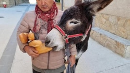 하이에나도 물어 죽이는 당나귀···앞니·어금니 빈틈의 비밀“ [동키호택과 걷는 산티아고길 80일]