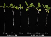 식물 병해 주범 곰팡이 없애는 균 찾았다…농약·영양제 활용 기대
