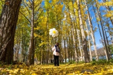 찬란한 불국사, 알록달록 대릉원… 경주 단풍은 이번 주말 피크