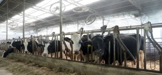 ‘남아도는데 비싼’ 우윳값 잡힐까…흰우유·치즈용 가격 나눈다