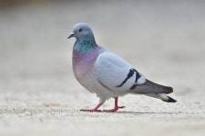 외래종에 밀린 ‘멸종위기’ 양비둘기, 연천서 80여마리 서식 확인