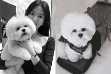 개밥그릇이 153만원…송혜교 강아지도 걸쳤다는 명품템
