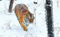 [호랑이 이야기①] 100년 만에 호랑이 97%가 사라졌다