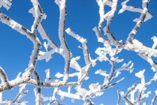 눈요정 다녀갔나요, 상고대 활짝 핀 덕유산