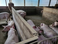 육지에 돼지 날랐는데… 백령도 돼지농장 눈물의 폐업 왜