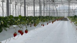 농장 주인 스마트폰만 보는데…딸기 수확 보름 앞당긴 비결