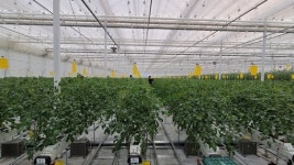 농장 주인 스마트폰만 보는데…딸기 수확 보름 앞당긴 비결