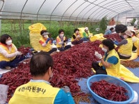 외국인도 일당 15만원 일꾼 없는 농촌 서글픈 유학생 농활