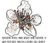 [소년중앙] 그윽한 매화 향기…가장 먼저 봄소식 전해요