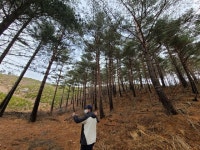[단독] 불에 강한 활엽수, 소나무 옆 심는다...산불복구 매뉴얼 12년 만에 손질