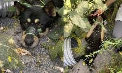 입과 발 묶인 채 발견된 유기견 주홍이 건강 회복중