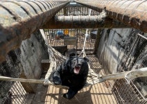 [포토버스] 구조 1년 ‘절반의 희망’ 찾은 화천 사육곰, 철창 벗어날 그날은 언제