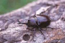 [권혁재 핸드폰사진관]자연의 분해자 장수풍뎅이 애벌레