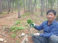 20년전 7만원 불티, 현재 1만원인데 안팔려...산양삼 대부 묘수[영상]