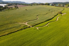 마치 파도가 일렁이듯…한해 40만명 찾아온다, 고창 청보리축제 [영상]