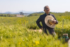 마치 파도가 일렁이듯…한해 40만명 찾아온다, 고창 청보리축제 [영상]