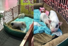 만져보세요…개업 정육점 앞 울타리 갇힌 아기돼지 논란