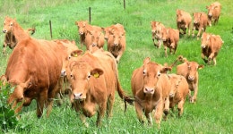 [포토타임] 총파업 여파로 도심 직접 이동하는 완성차