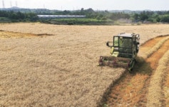 [한 컷] 초여름의 황금 들녘