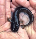 [소년중앙] 담수 생태계의 보고 남한강에서 각양각색 민물고기를 만나다