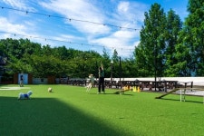 팔자좋게 카페에 눕고, 개모차 공짜로 타고…개 즐거운 그곳