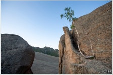 [조용철의 마음풍경] 벼랑에 선 자작나무