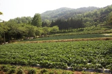 서울 한복판에 꿀벌 15만마리...‘파란눈 양봉가’ 놀라운 정체