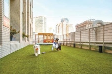 [라이프 트렌드&] 댕댕이와 함께 ‘최고의 펫 프렌들리 도시’ 샌프란시스코로 떠나볼까?