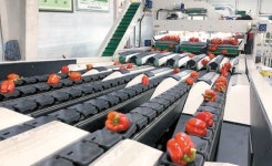 [국민의 기업] 스마트팜 기술 적용…고품질 파프리카 수출의 성공 모델로 자리매김