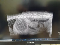 70㎝ 화살 쏘고 생매장하고…끔찍한 동물학대, 정식재판 3%뿐