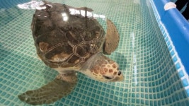 어진아 미안해…큰돌고래·거북이 고문하고 다리 자른 폐그물 [e즐펀한토크]