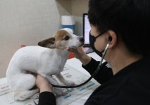 내년부터 동물병원 진료비 부가세 면세…진료기록 제공 의무화
