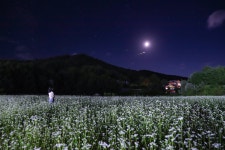 축제 없어도 메밀꽃 물결친다…이 가을, 봉평을 즐기는 법