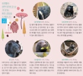 [소년중앙] 인간 욕심 탓 철창 속 40년…마지막 자유의 땅 꿈꾸는 사육곰