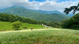 주민들이 만든 1만평 메밀꽃밭…영남알프스에 달마중 오세요