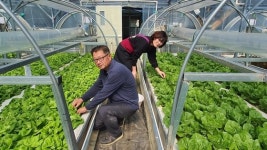 물 무한 재사용…잉어 양식장 물로 상추 재배, 비료도 안 쓴다
