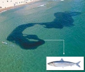 부산·경남 정어리떼 출몰…지진 전조 현상? 괴담 진실은