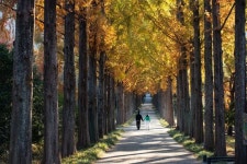 450m 메타세쿼이아길, 600살 은행나무…샛노란 남도