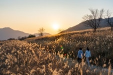 文도 거닐었다…황금물결 펼쳐진 영남알프스의 보물