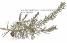 [소년중앙] 늘푸른 모습으로 우리 민족과 함께한 나무