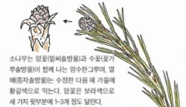 [소년중앙] 늘푸른 모습으로 우리 민족과 함께한 나무