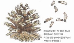 [소년중앙] 늘푸른 모습으로 우리 민족과 함께한 나무