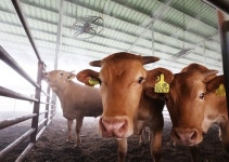 팔수록 손해 농가 울상인데…변함 없는 마트 한우가격의 비밀