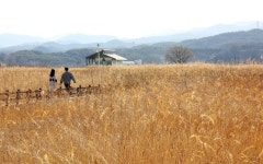남대천 갈대밭 걷고, 39도 온천에 몸 풀고