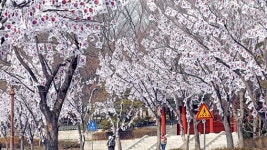 3월에 웬 벚꽃? 달려갔더니…친일파 보기 아까운 풍경 있었다