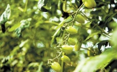 [라이프 트렌드&] 첨단기술 접목한 과학 영농으로 농업의 미래 밝힌다