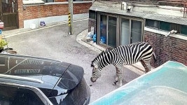 대낮 서울 주택가에 얼룩말이 왜…어린이대공원에서 탈출 [영상]