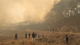 죽는한 있어도 소놓고 못가...다시 커진 홍성 산불, 발만 동동 [르포]